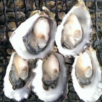Photo: Kiwi's Oysters